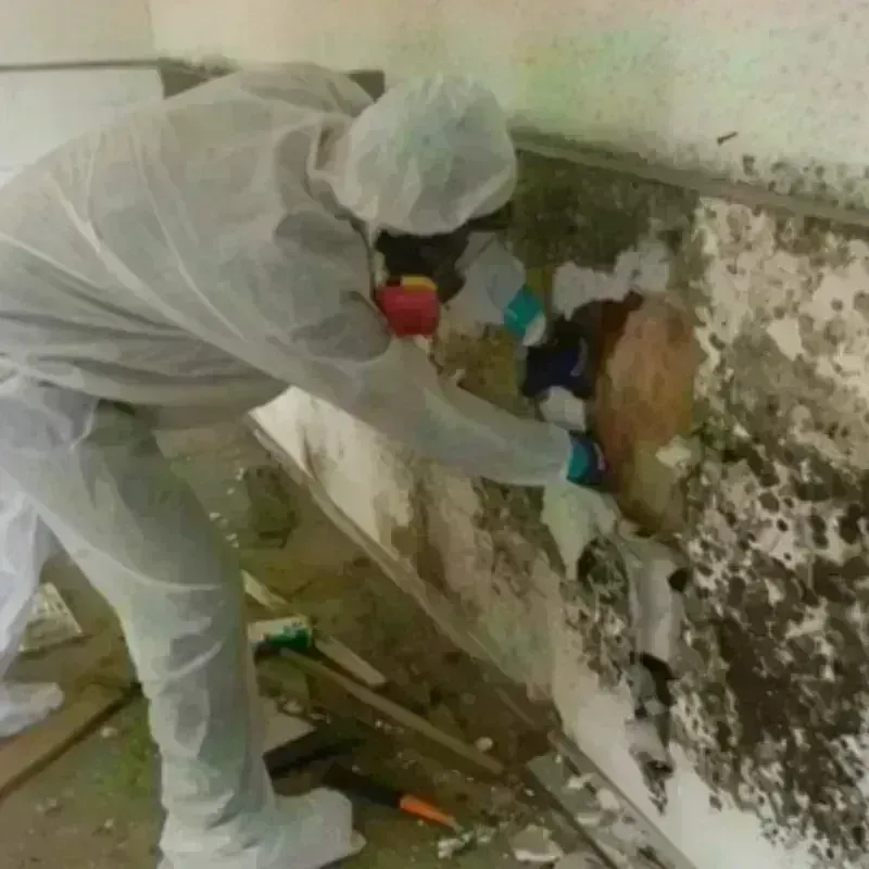 Mold Remediation and Removal in Durant, MS